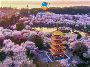 5 Điểm Đến Ngắm Hoa Anh Đào Đẹp Nhất Trung Quốc